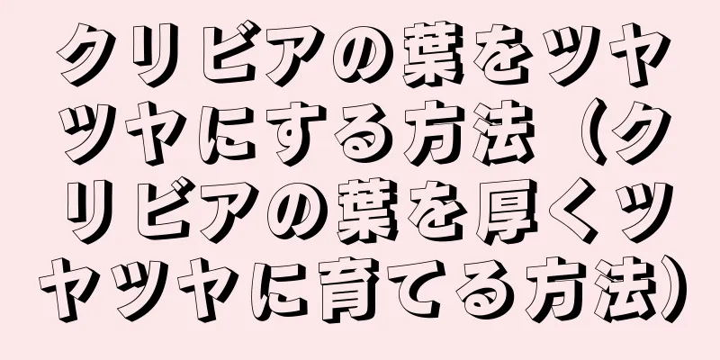 クリビアの葉をツヤツヤにする方法（クリビアの葉を厚くツヤツヤに育てる方法）