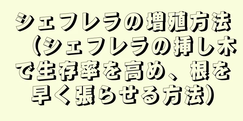 シェフレラの増殖方法（シェフレラの挿し木で生存率を高め、根を早く張らせる方法）