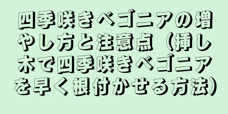 四季咲きベゴニアの増やし方と注意点（挿し木で四季咲きベゴニアを早く根付かせる方法）