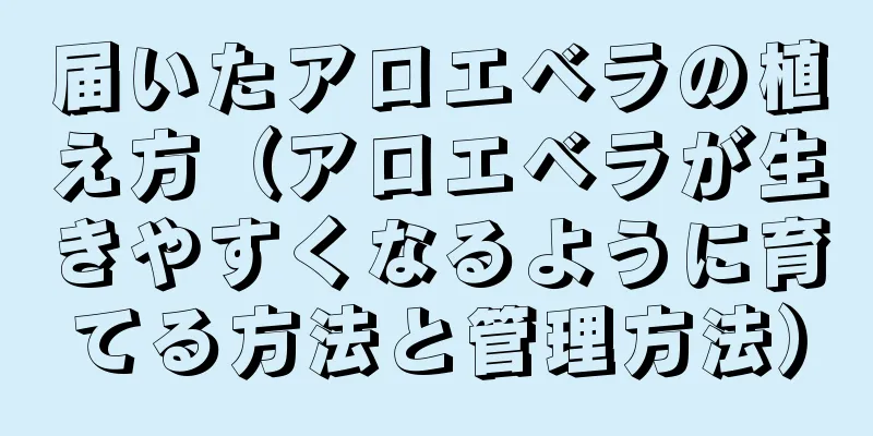 届いたアロエベラの植え方（アロエベラが生きやすくなるように育てる方法と管理方法）