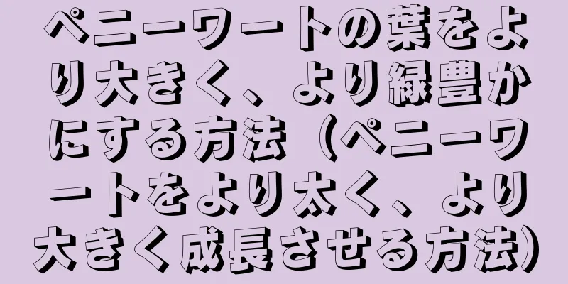 ペニーワートの葉をより大きく、より緑豊かにする方法（ペニーワートをより太く、より大きく成長させる方法）