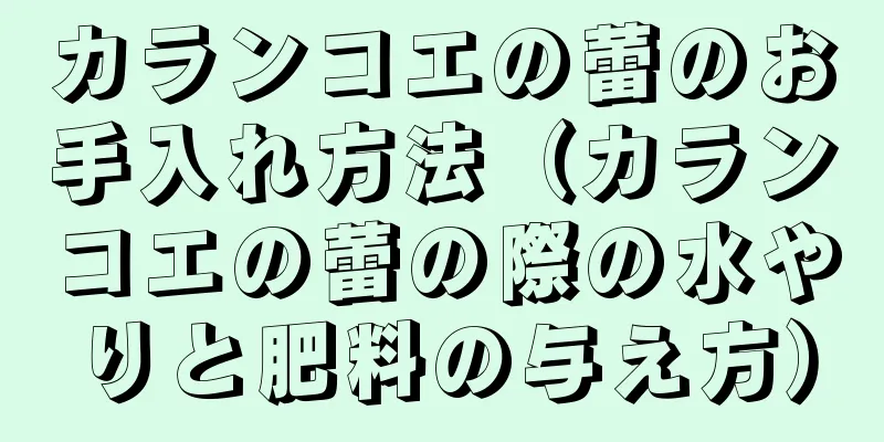 カランコエの蕾のお手入れ方法（カランコエの蕾の際の水やりと肥料の与え方）