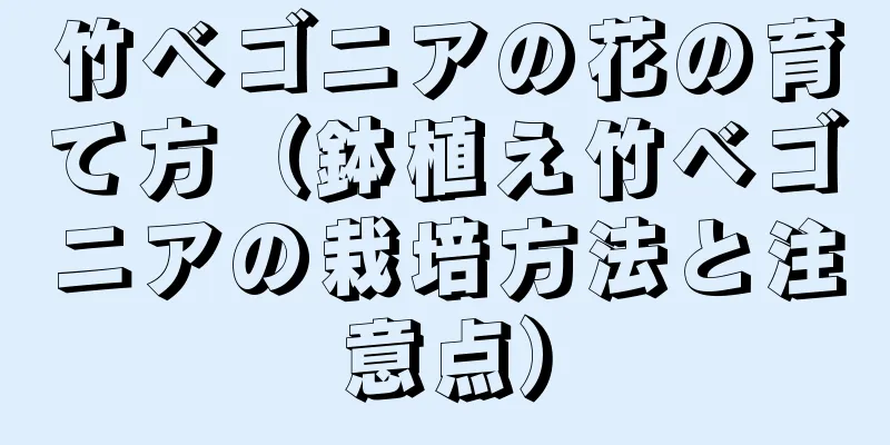 竹ベゴニアの花の育て方（鉢植え竹ベゴニアの栽培方法と注意点）