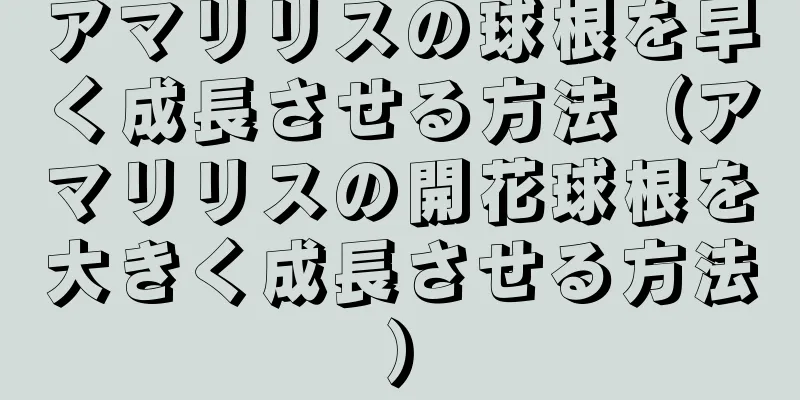 アマリリスの球根を早く成長させる方法（アマリリスの開花球根を大きく成長させる方法）