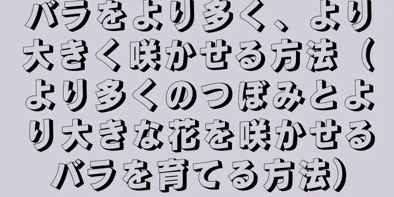 バラをより多く、より大きく咲かせる方法（より多くのつぼみとより大きな花を咲かせるバラを育てる方法）