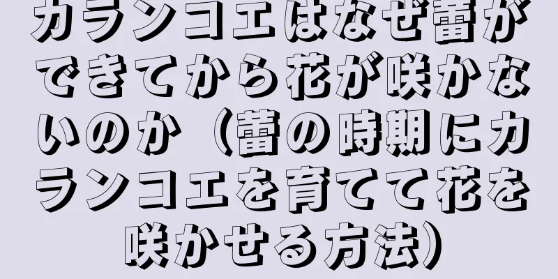 カランコエはなぜ蕾ができてから花が咲かないのか（蕾の時期にカランコエを育てて花を咲かせる方法）