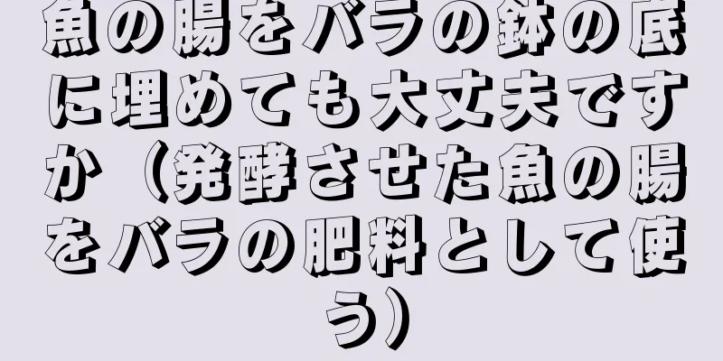 魚の腸をバラの鉢の底に埋めても大丈夫ですか（発酵させた魚の腸をバラの肥料として使う）
