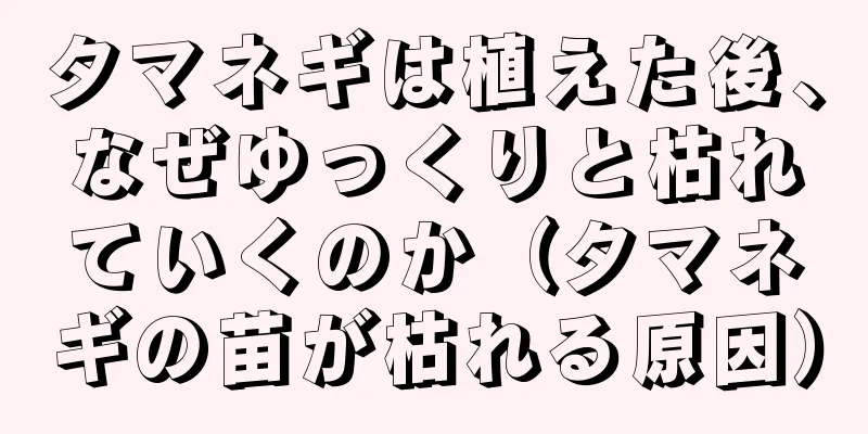 タマネギは植えた後、なぜゆっくりと枯れていくのか（タマネギの苗が枯れる原因）