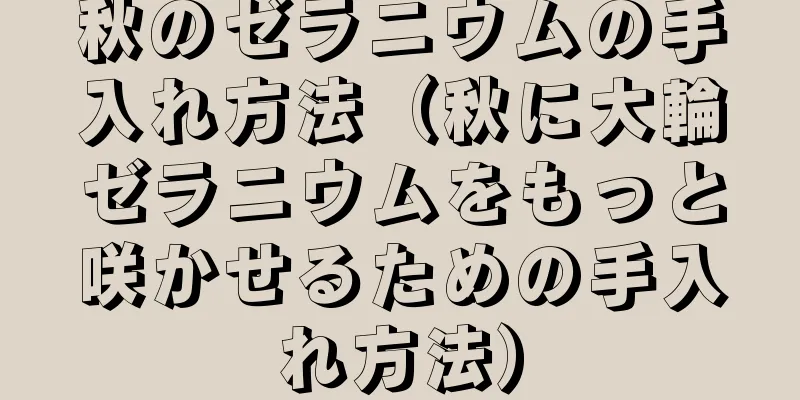 秋のゼラニウムの手入れ方法（秋に大輪ゼラニウムをもっと咲かせるための手入れ方法）