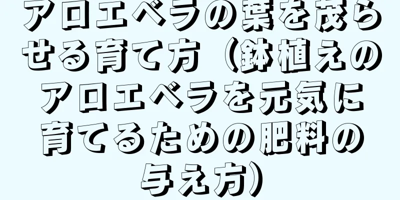 アロエベラの葉を茂らせる育て方（鉢植えのアロエベラを元気に育てるための肥料の与え方）