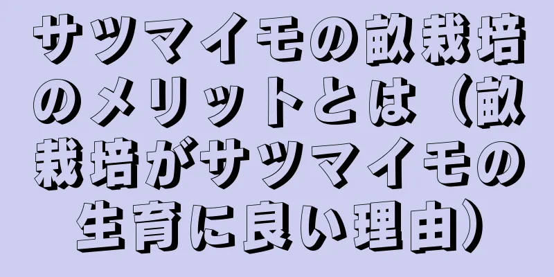 サツマイモの畝栽培のメリットとは（畝栽培がサツマイモの生育に良い理由）