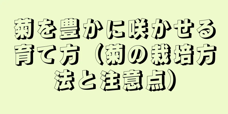 菊を豊かに咲かせる育て方（菊の栽培方法と注意点）