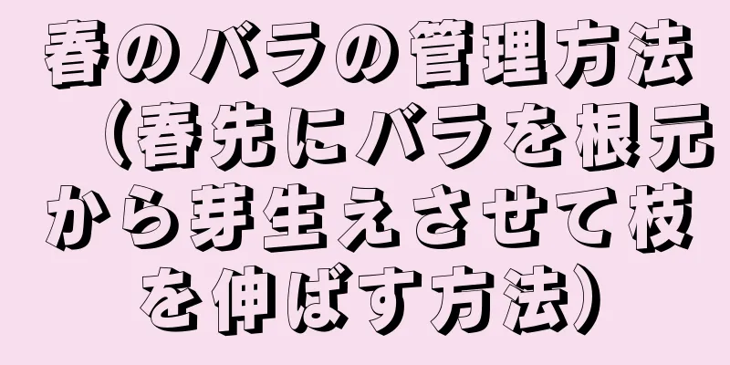 春のバラの管理方法（春先にバラを根元から芽生えさせて枝を伸ばす方法）