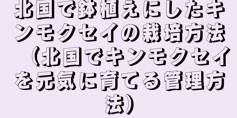 北国で鉢植えにしたキンモクセイの栽培方法（北国でキンモクセイを元気に育てる管理方法）