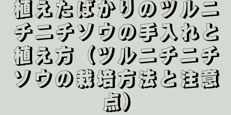 植えたばかりのツルニチニチソウの手入れと植え方（ツルニチニチソウの栽培方法と注意点）