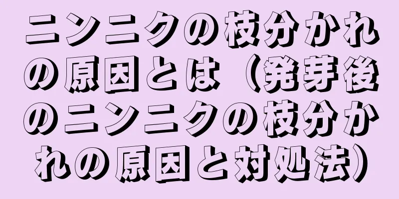 ニンニクの枝分かれの原因とは（発芽後のニンニクの枝分かれの原因と対処法）