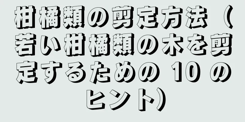 柑橘類の剪定方法（若い柑橘類の木を剪定するための 10 のヒント）