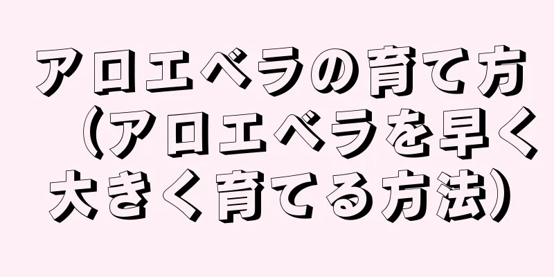 アロエベラの育て方（アロエベラを早く大きく育てる方法）