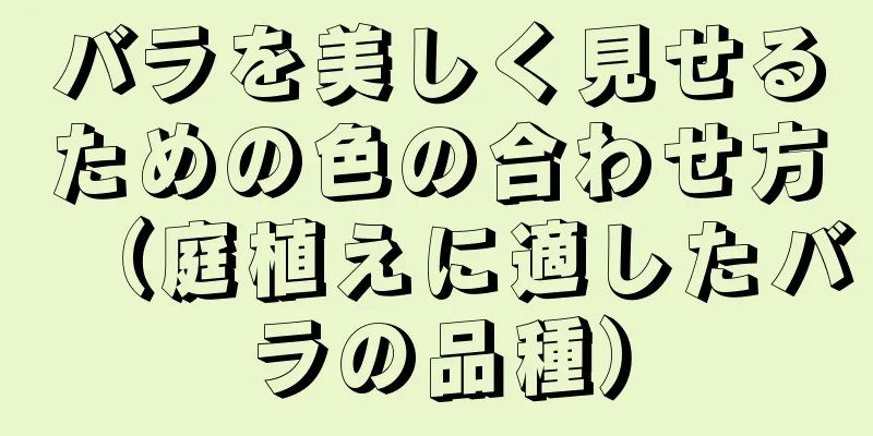 バラを美しく見せるための色の合わせ方（庭植えに適したバラの品種）