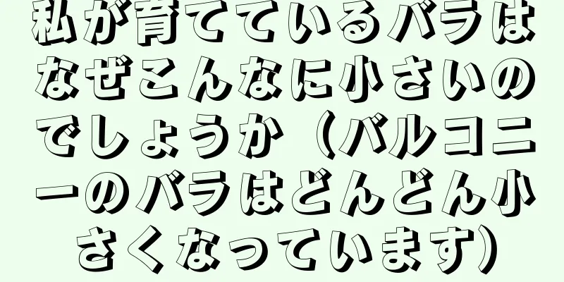 私が育てているバラはなぜこんなに小さいのでしょうか（バルコニーのバラはどんどん小さくなっています）