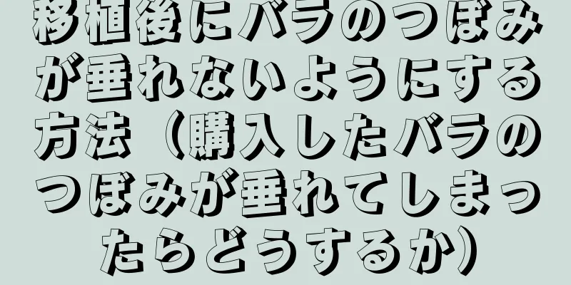 移植後にバラのつぼみが垂れないようにする方法（購入したバラのつぼみが垂れてしまったらどうするか）