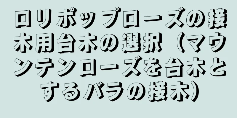 ロリポップローズの接木用台木の選択（マウンテンローズを台木とするバラの接木）