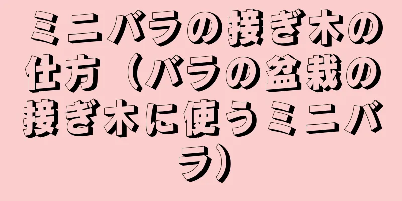 ミニバラの接ぎ木の仕方（バラの盆栽の接ぎ木に使うミニバラ）