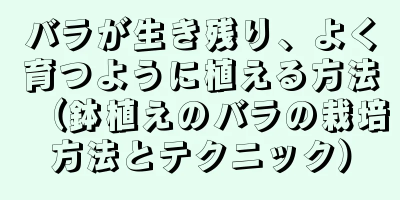 バラが生き残り、よく育つように植える方法（鉢植えのバラの栽培方法とテクニック）