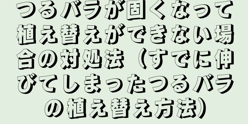 つるバラが固くなって植え替えができない場合の対処法（すでに伸びてしまったつるバラの植え替え方法）