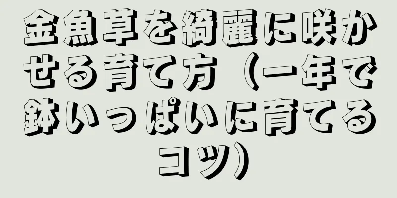 金魚草を綺麗に咲かせる育て方（一年で鉢いっぱいに育てるコツ）