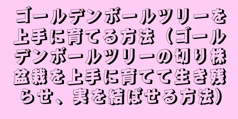 ゴールデンボールツリーを上手に育てる方法（ゴールデンボールツリーの切り株盆栽を上手に育てて生き残らせ、実を結ばせる方法）