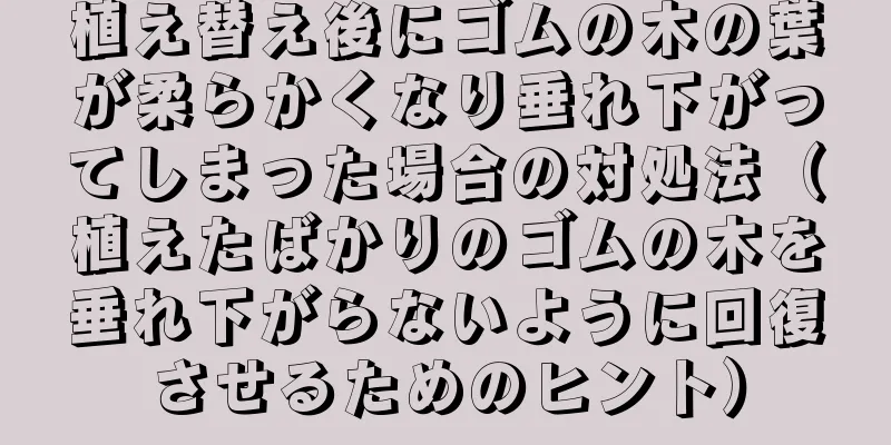 植え替え後にゴムの木の葉が柔らかくなり垂れ下がってしまった場合の対処法（植えたばかりのゴムの木を垂れ下がらないように回復させるためのヒント）
