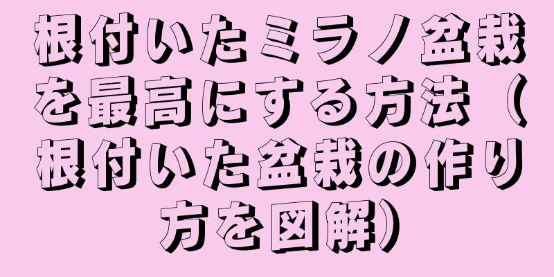 根付いたミラノ盆栽を最高にする方法（根付いた盆栽の作り方を図解）