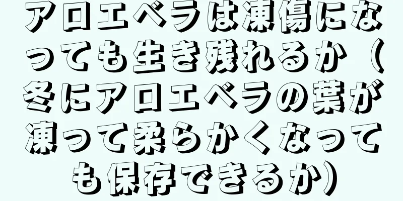 アロエベラは凍傷になっても生き残れるか（冬にアロエベラの葉が凍って柔らかくなっても保存できるか）