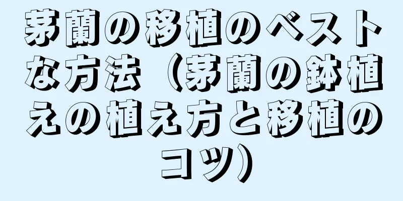 茅蘭の移植のベストな方法（茅蘭の鉢植えの植え方と移植のコツ）