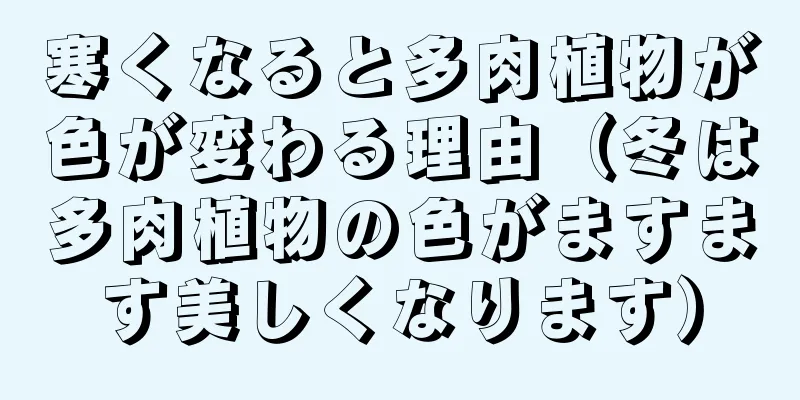 寒くなると多肉植物が色が変わる理由（冬は多肉植物の色がますます美しくなります）