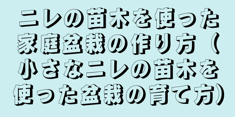 ニレの苗木を使った家庭盆栽の作り方（小さなニレの苗木を使った盆栽の育て方）
