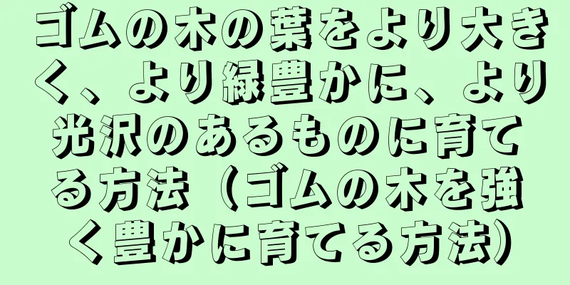 ゴムの木の葉をより大きく、より緑豊かに、より光沢のあるものに育てる方法（ゴムの木を強く豊かに育てる方法）