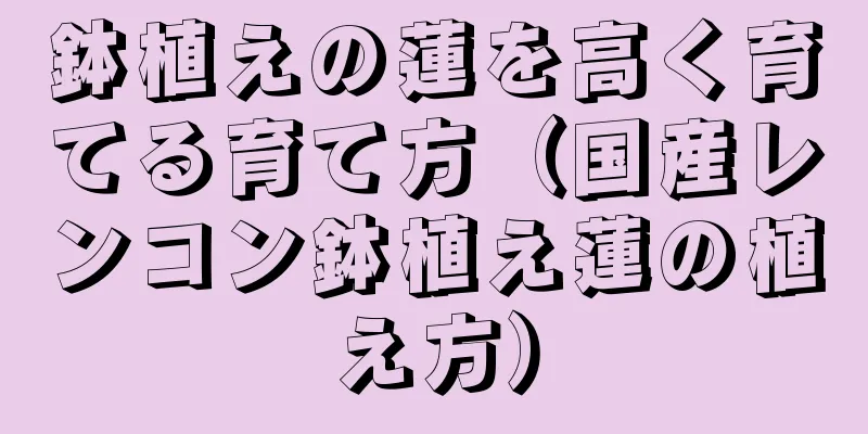 鉢植えの蓮を高く育てる育て方（国産レンコン鉢植え蓮の植え方）
