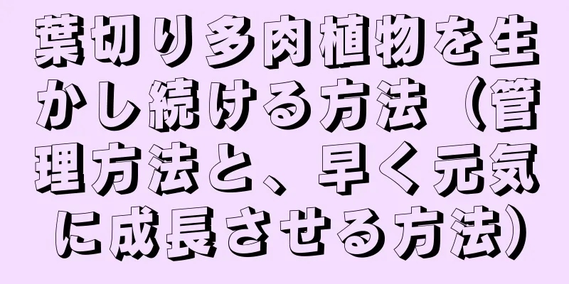葉切り多肉植物を生かし続ける方法（管理方法と、早く元気に成長させる方法）