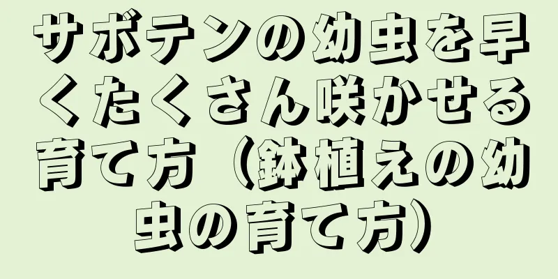 サボテンの幼虫を早くたくさん咲かせる育て方（鉢植えの幼虫の育て方）
