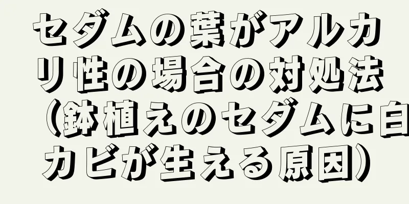 セダムの葉がアルカリ性の場合の対処法（鉢植えのセダムに白カビが生える原因）