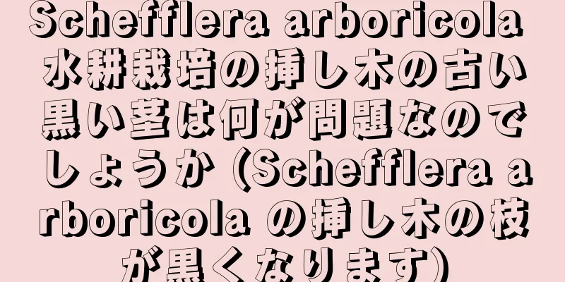 Schefflera arboricola 水耕栽培の挿し木の古い黒い茎は何が問題なのでしょうか (Schefflera arboricola の挿し木の枝が黒くなります)