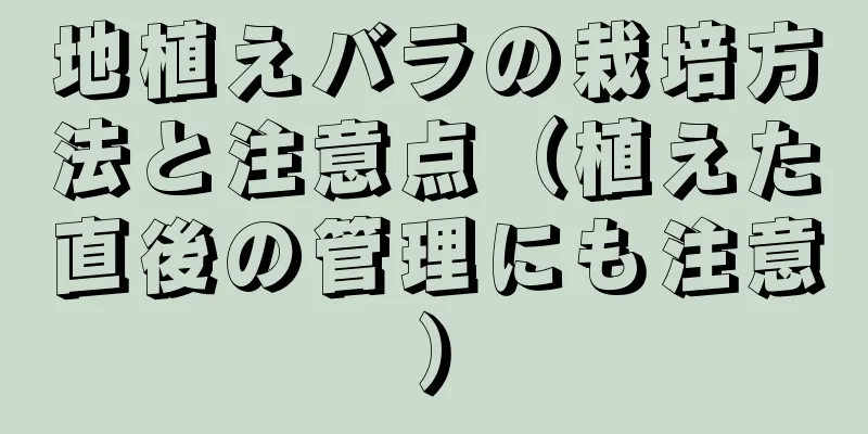 地植えバラの栽培方法と注意点（植えた直後の管理にも注意）