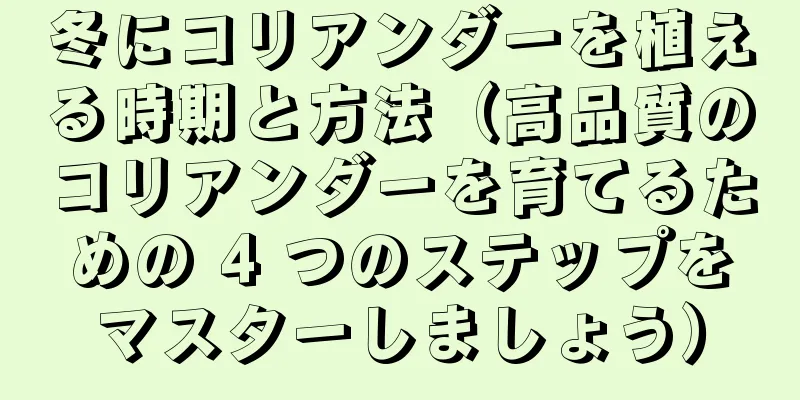冬にコリアンダーを植える時期と方法（高品質のコリアンダーを育てるための 4 つのステップをマスターしましょう）