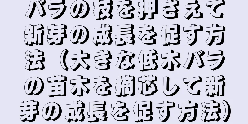 バラの枝を押さえて新芽の成長を促す方法（大きな低木バラの苗木を摘芯して新芽の成長を促す方法）