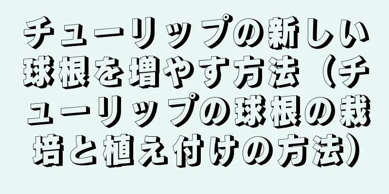 チューリップの新しい球根を増やす方法（チューリップの球根の栽培と植え付けの方法）