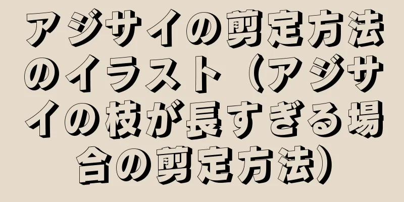 アジサイの剪定方法のイラスト（アジサイの枝が長すぎる場合の剪定方法）