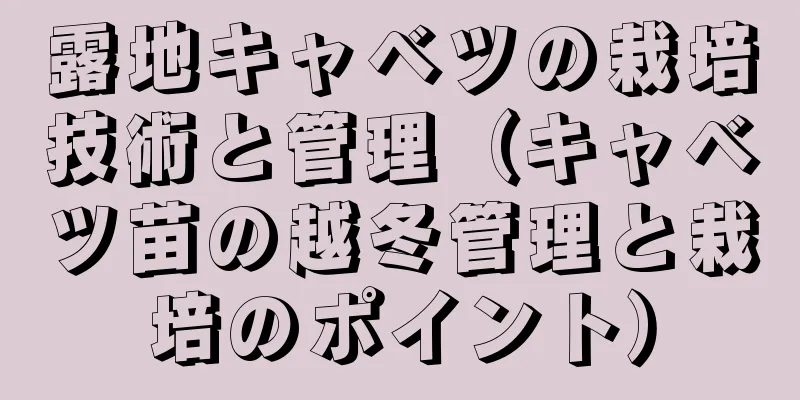 露地キャベツの栽培技術と管理（キャベツ苗の越冬管理と栽培のポイント）