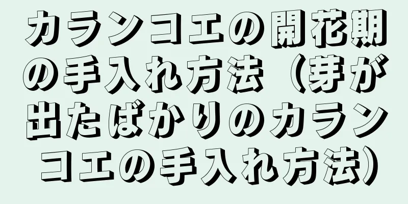 カランコエの開花期の手入れ方法（芽が出たばかりのカランコエの手入れ方法）